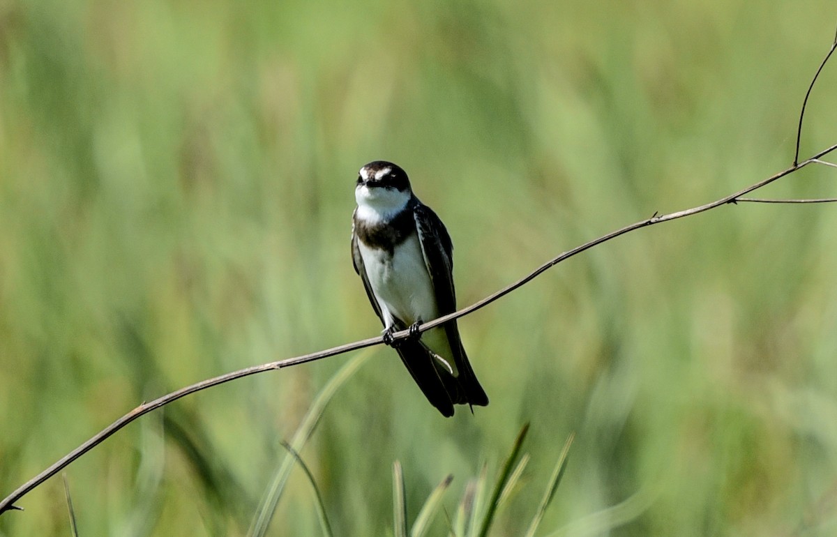 Banded Martin - ML645646314