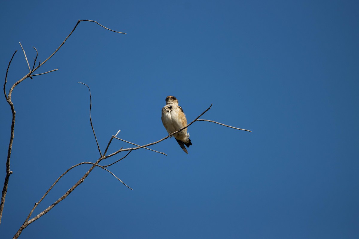 Tree Martin - ML645646318