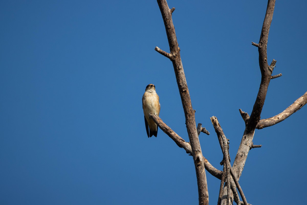 Tree Martin - ML645646319