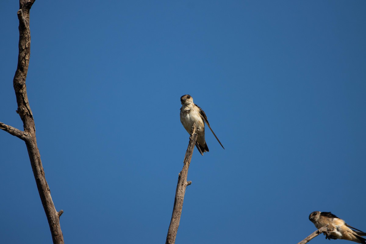 Tree Martin - ML645646320