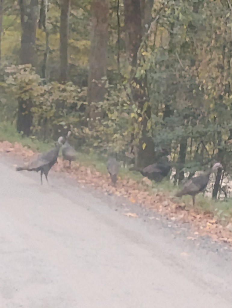 Wild Turkey - ML645646331