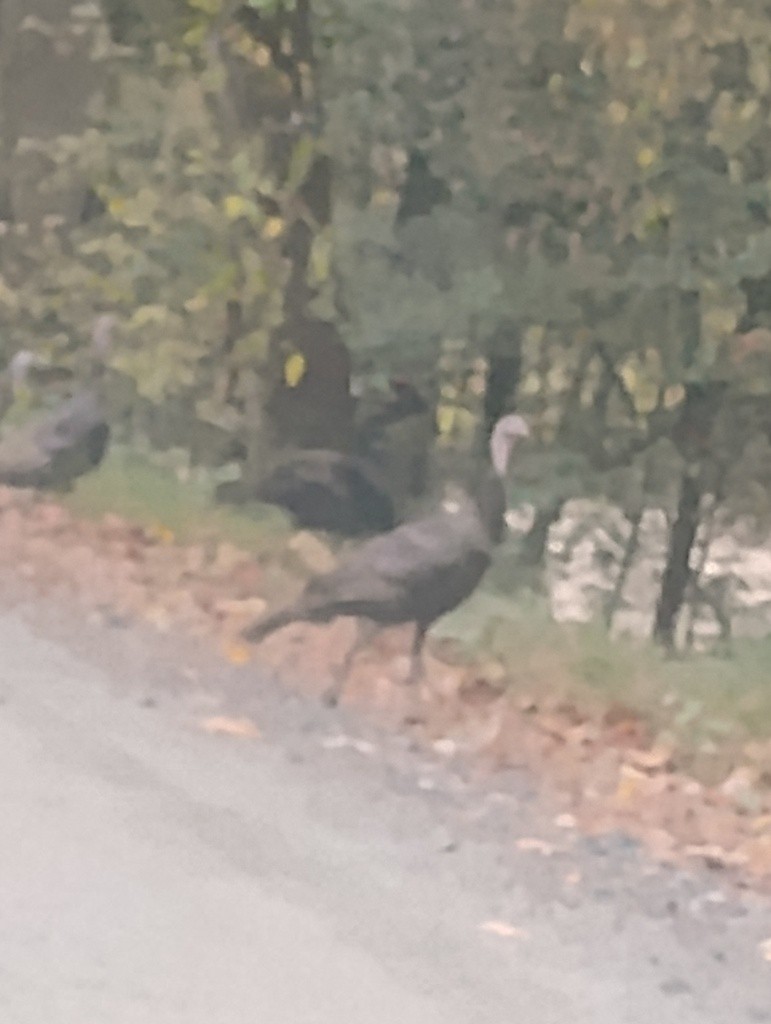 Wild Turkey - ML645646332