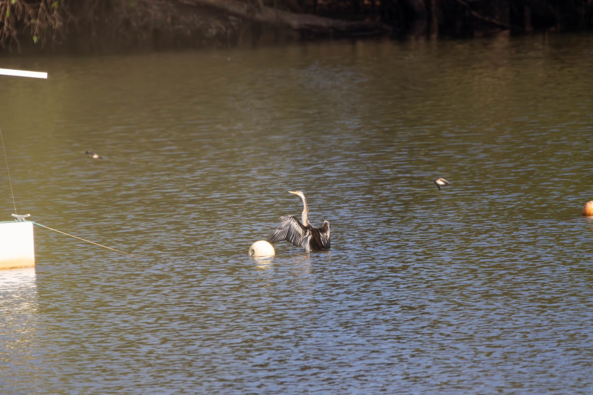 オーストラリアヘビウ - ML645646338