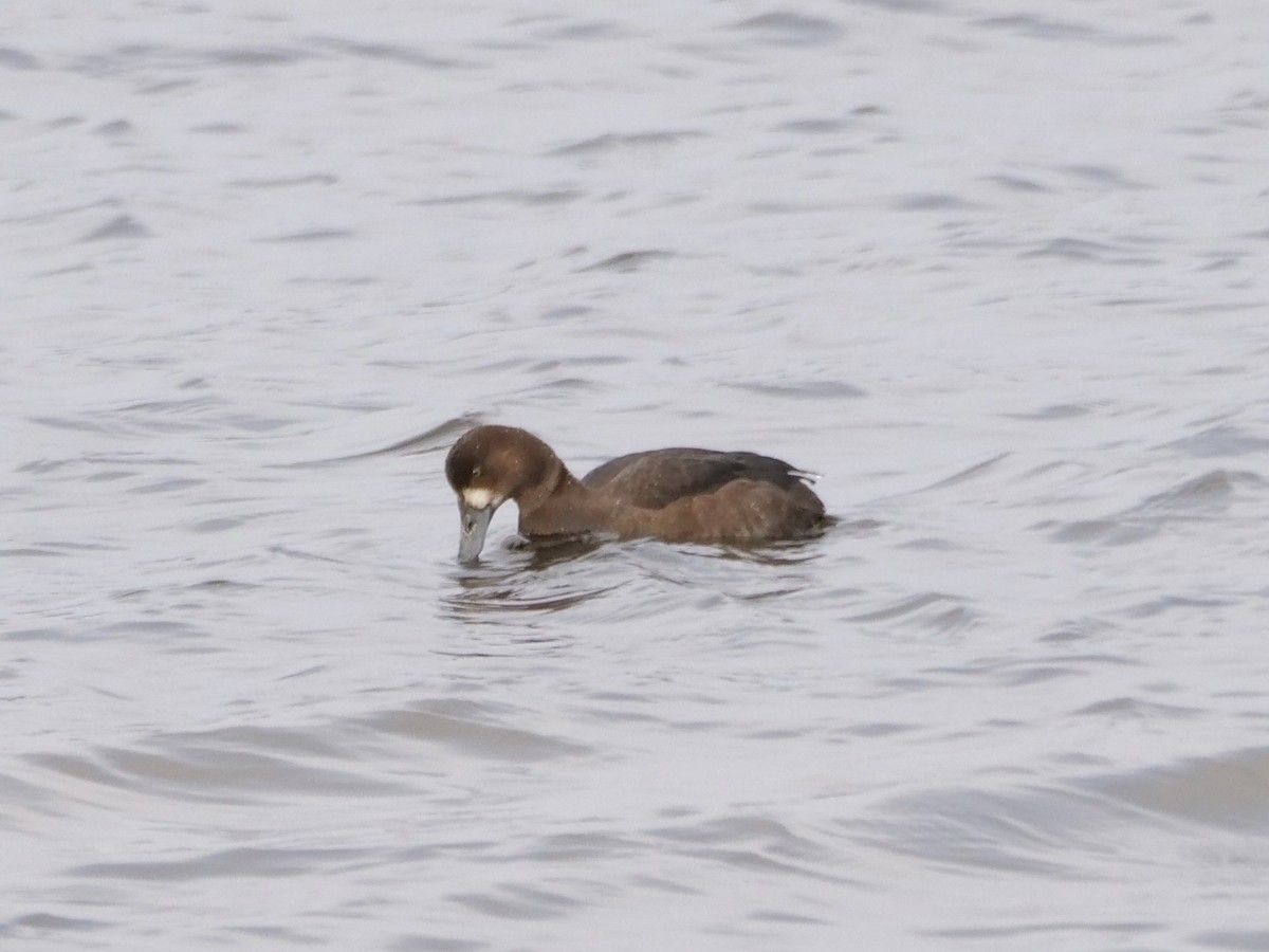 スズガモ - ML645646340