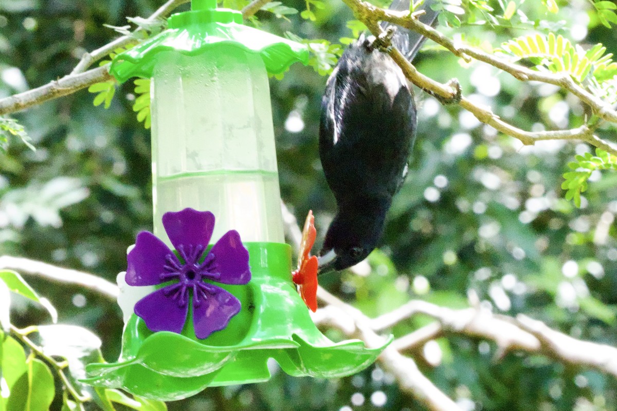 アオクロツリスドリ - ML645646343