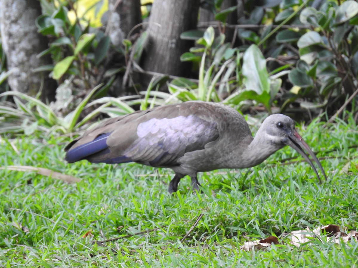 ハダダトキ - ML645646344