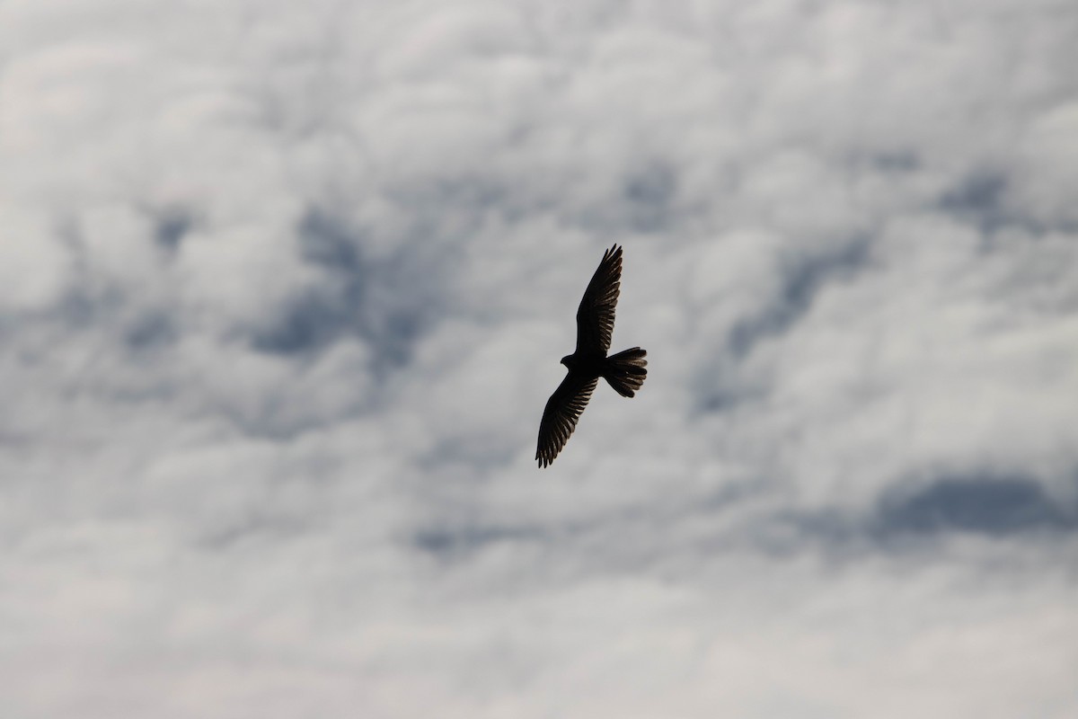 チャイロハヤブサ - ML645646345