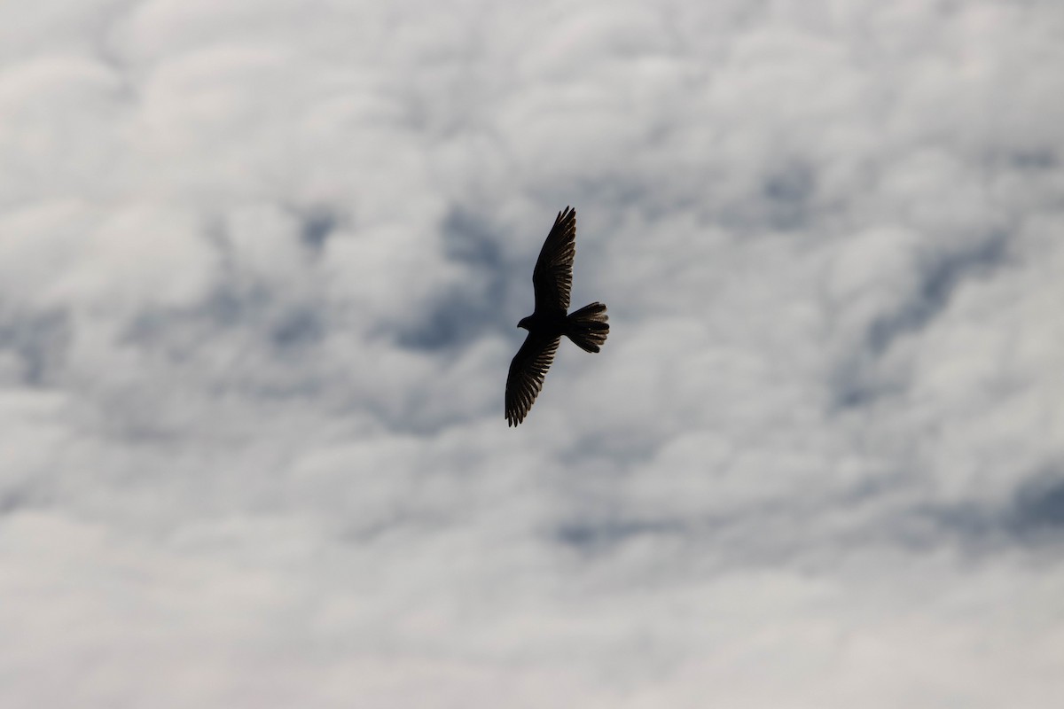 チャイロハヤブサ - ML645646346