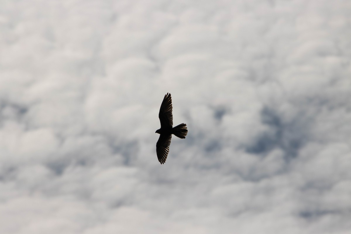 チャイロハヤブサ - ML645646347