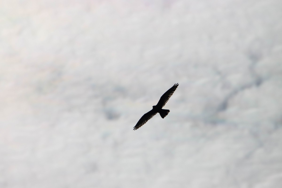 チャイロハヤブサ - ML645646348