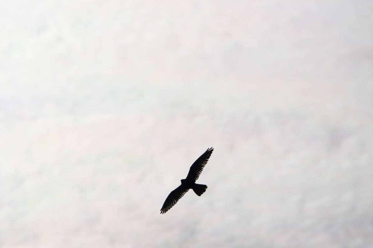 チャイロハヤブサ - ML645646349