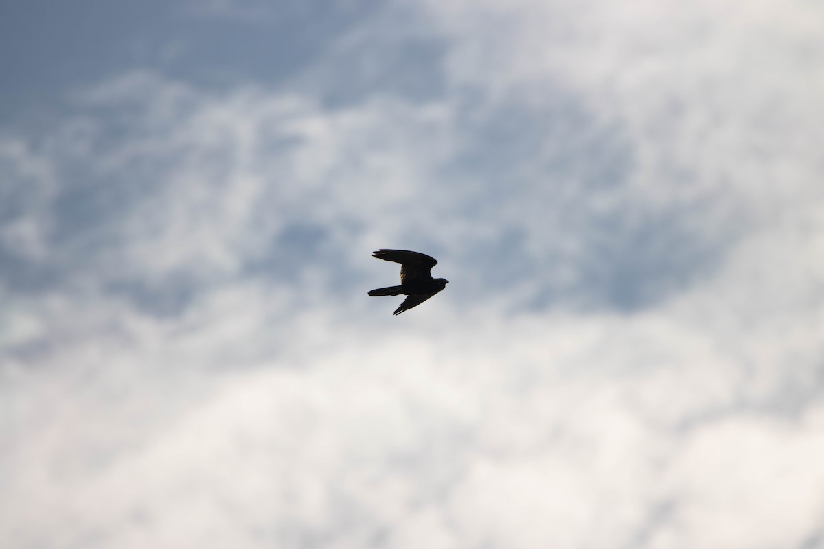 チャイロハヤブサ - ML645646350