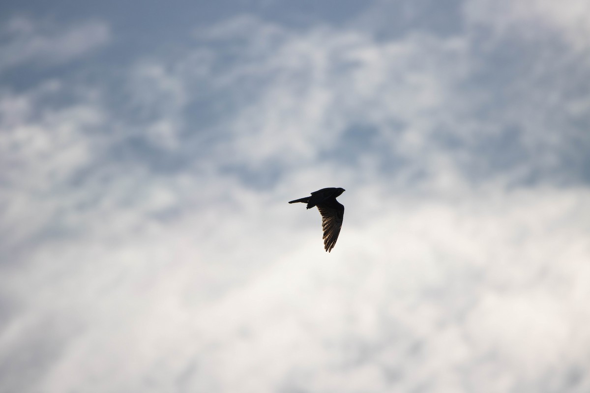 チャイロハヤブサ - ML645646351