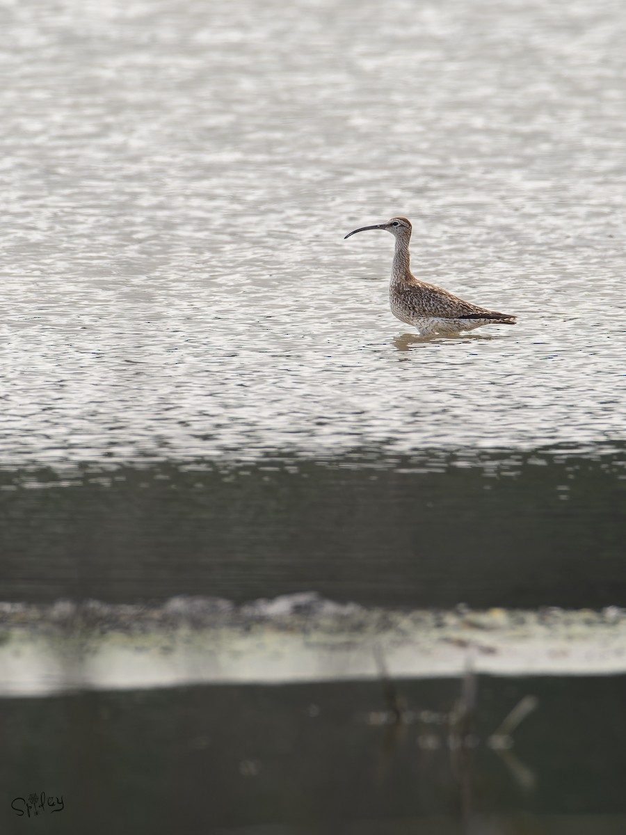 チュウシャクシギ（variegatus/rogachevae） - ML645646352