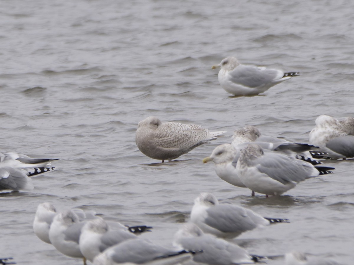 アイスランドカモメ - ML645646353