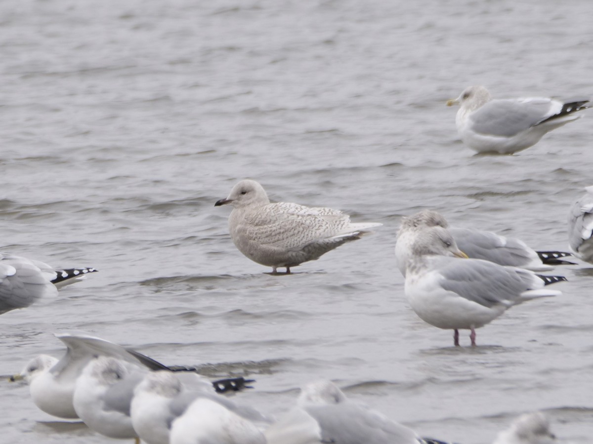 アイスランドカモメ - ML645646354