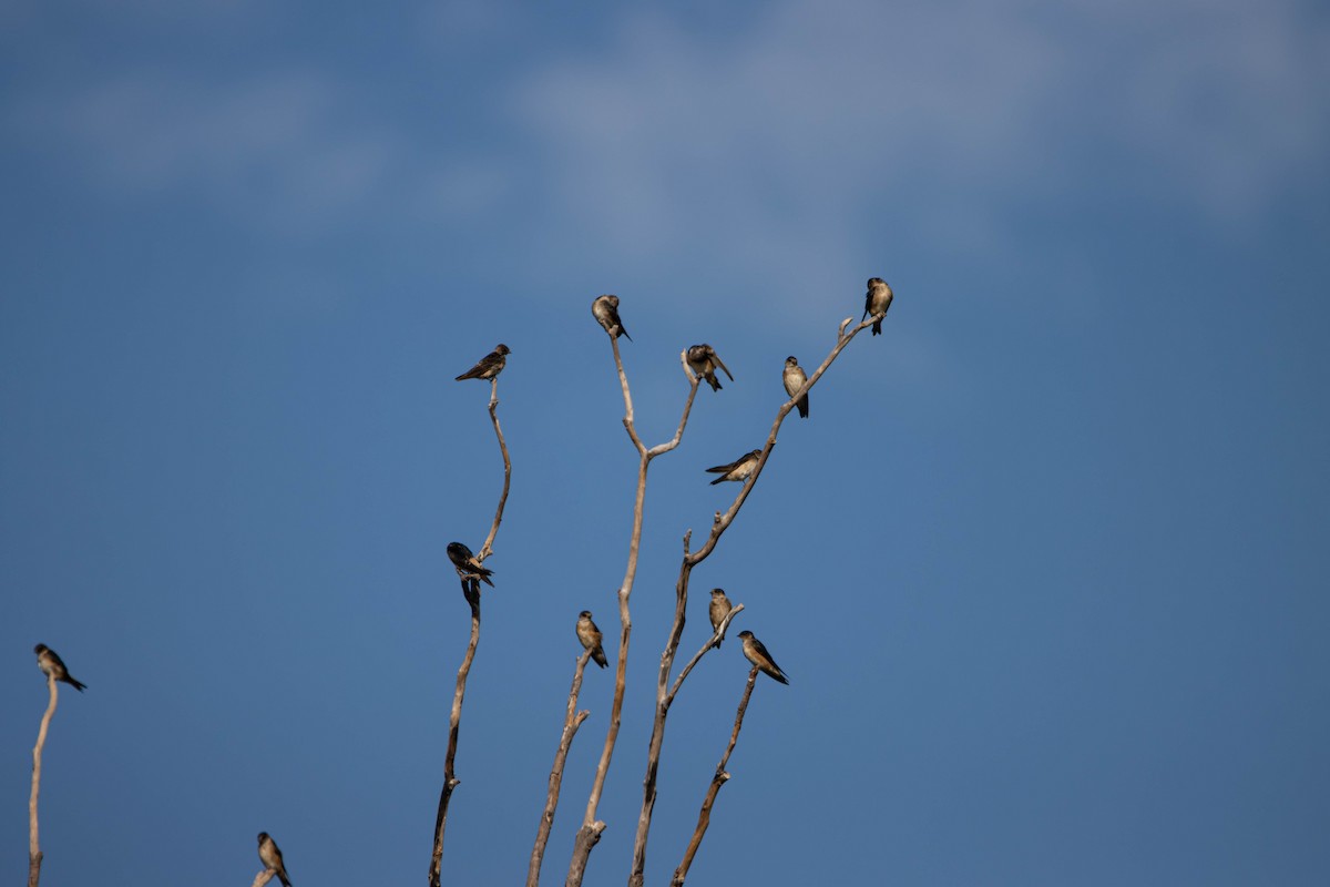 キビタイツバメ - ML645646355