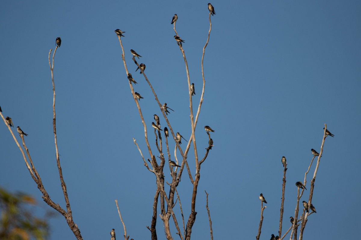 キビタイツバメ - ML645646356