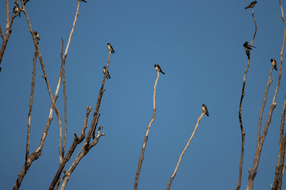 キビタイツバメ - ML645646357