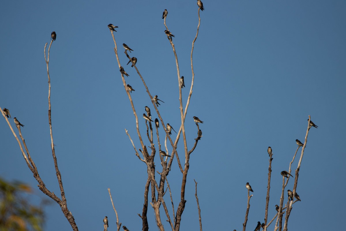 キビタイツバメ - ML645646358