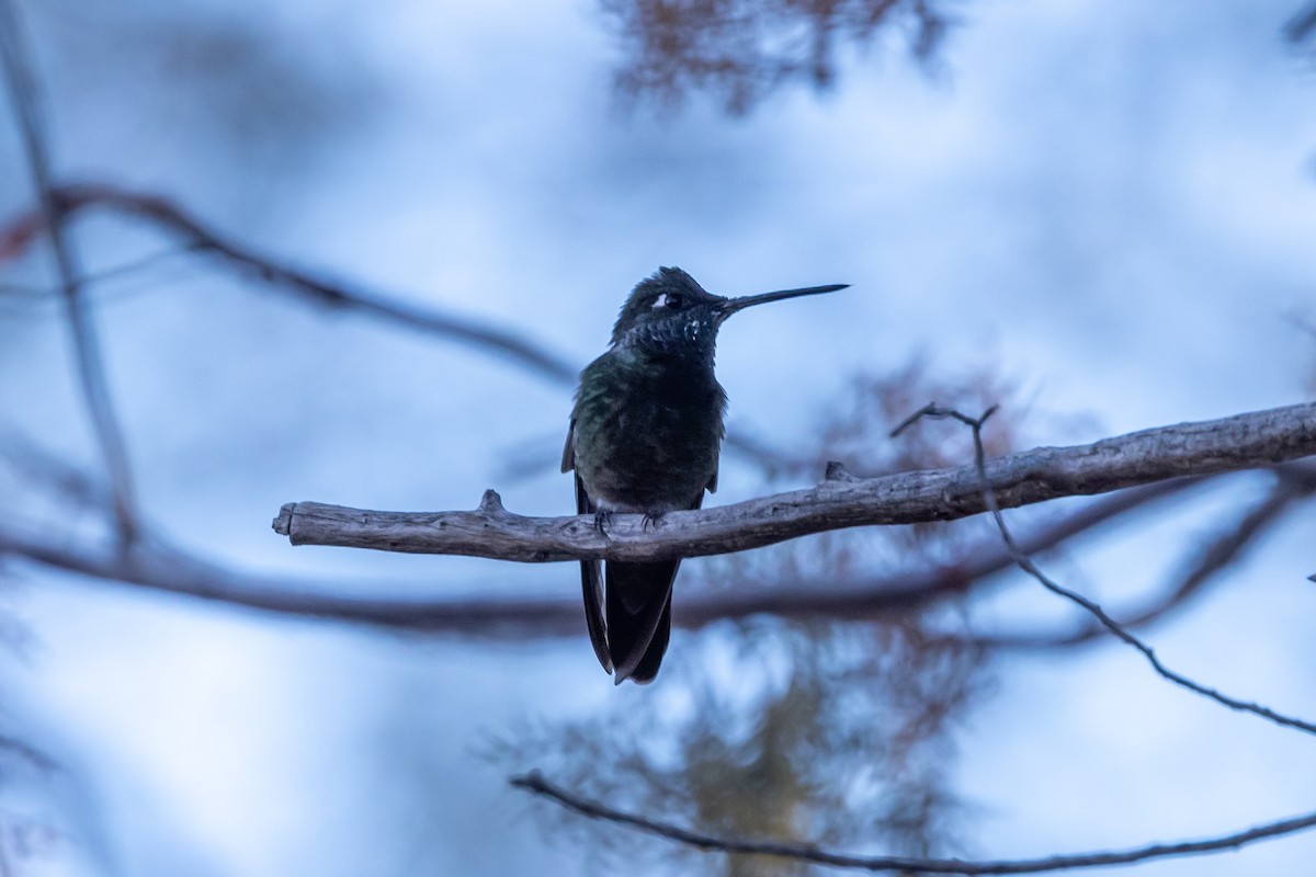 アオノドハチドリ - ML645646360