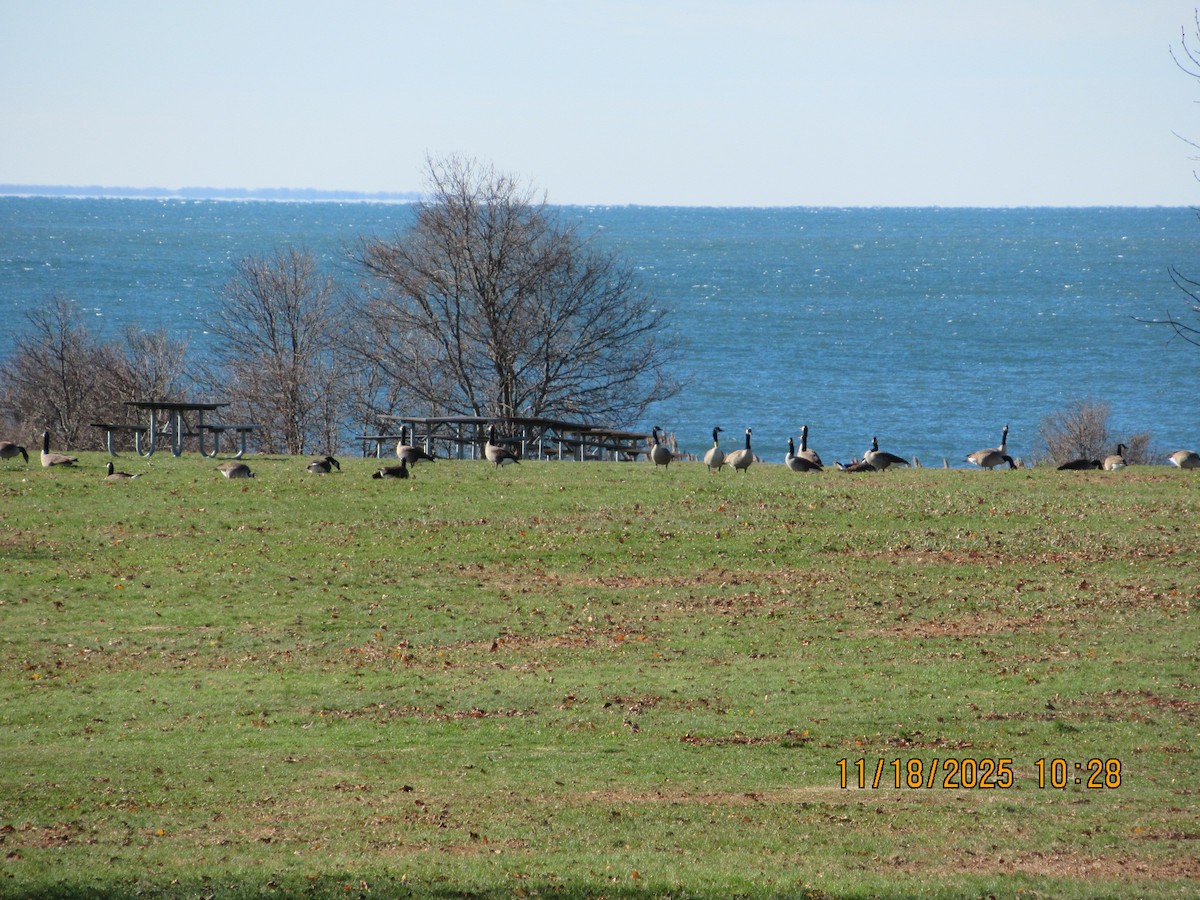 カナダガン - ML645646361