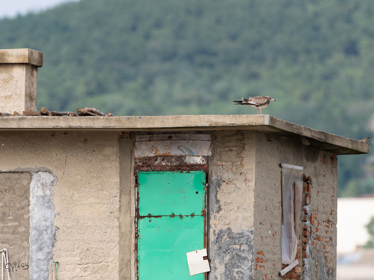 ウミネコ - ML645646367