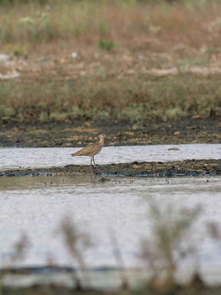 チュウシャクシギ（variegatus/rogachevae） - ML645646369