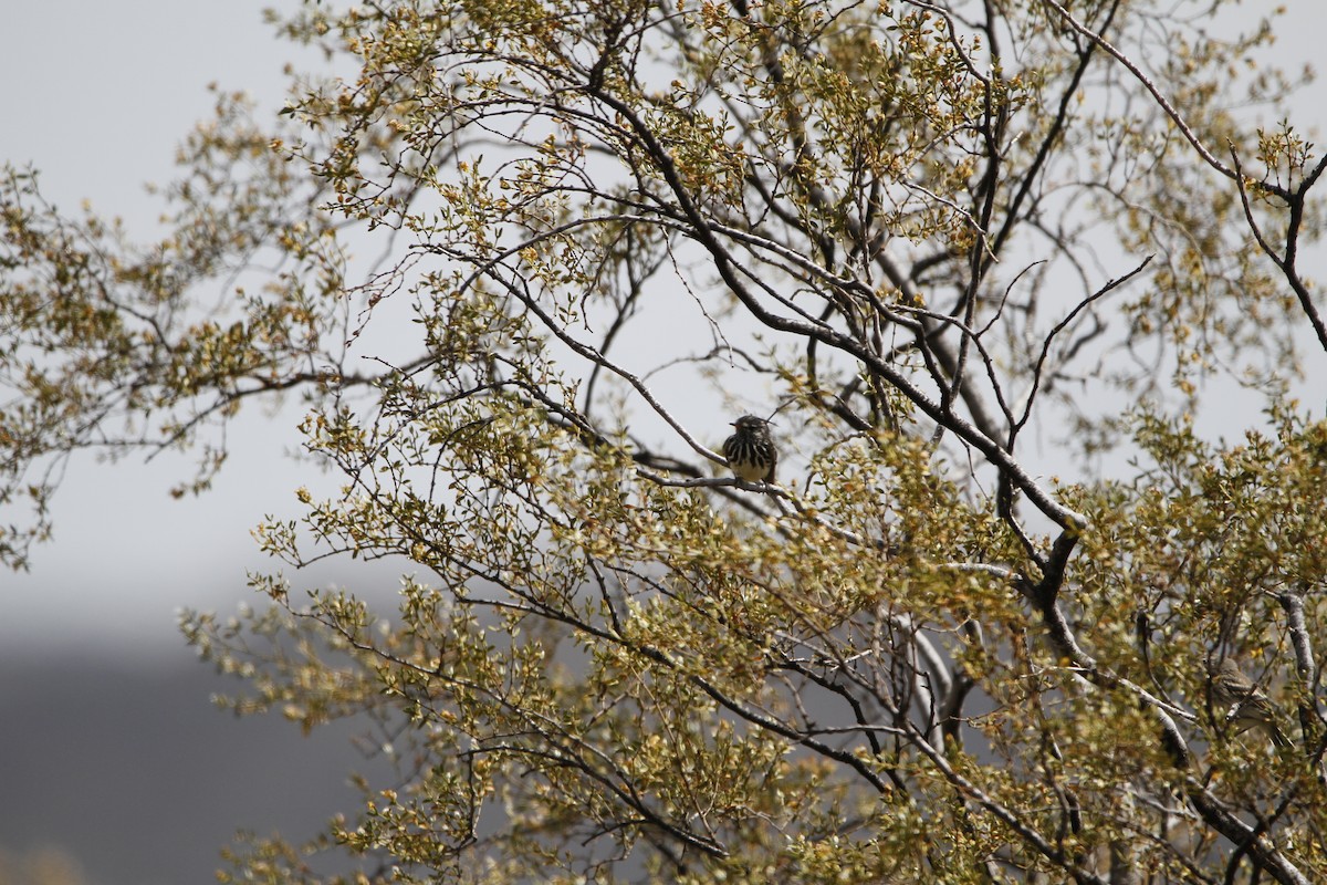 キバシカラタイランチョウ - ML645646370