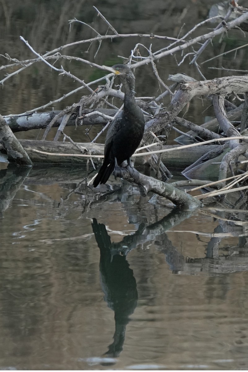 ナンベイヒメウ - ML645646371