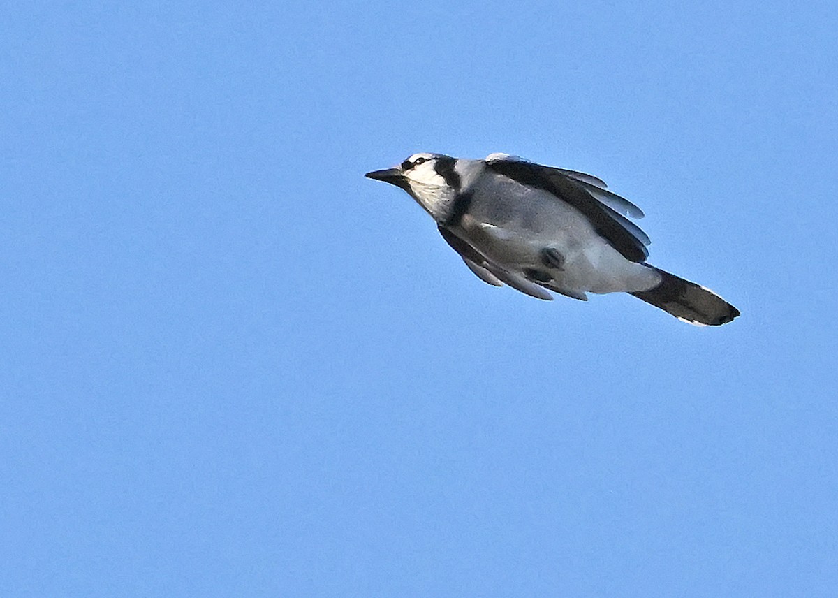 アオカケス - ML645646373