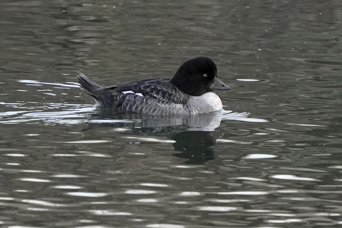 キタホオジロガモ - ML645646375