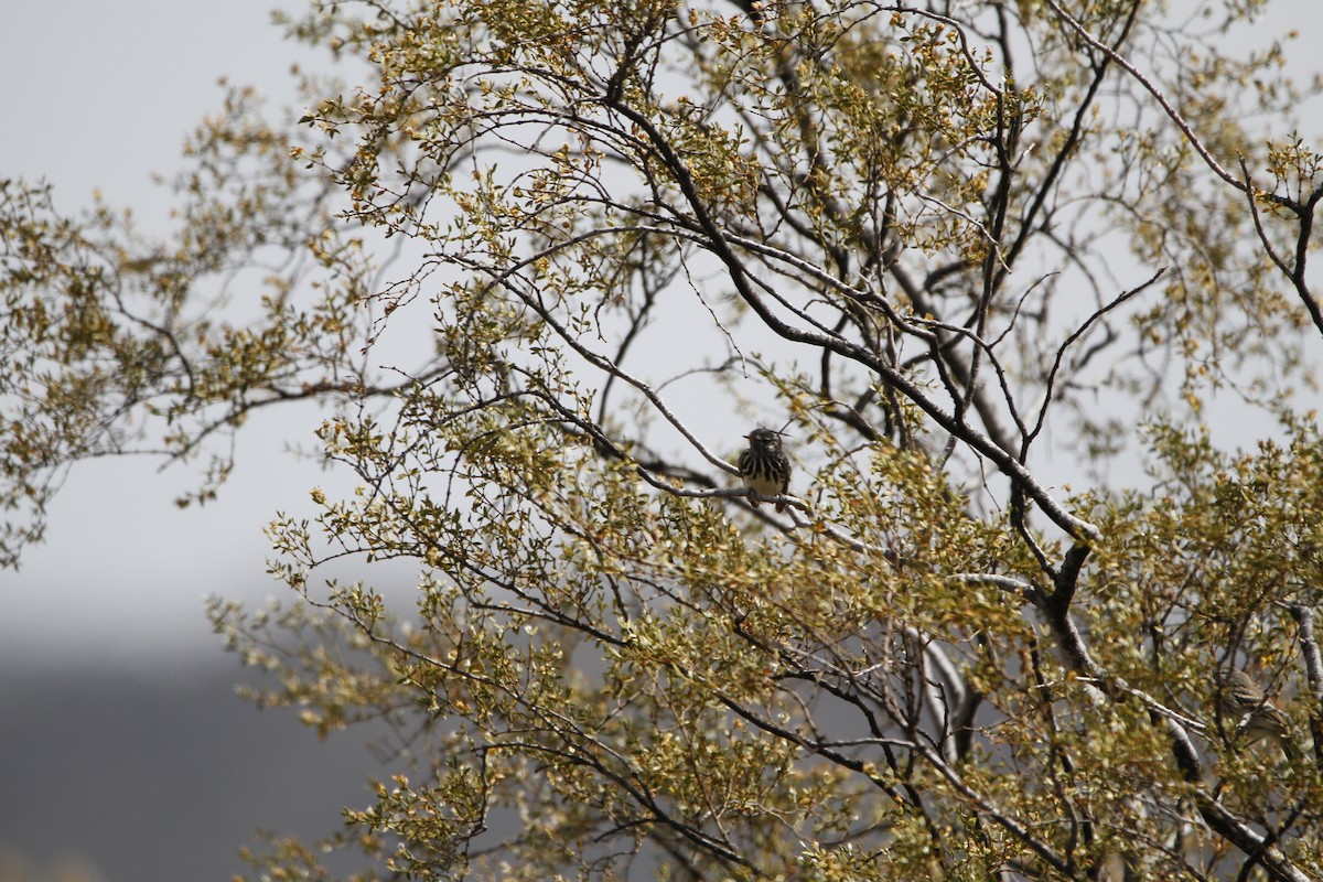 キバシカラタイランチョウ - ML645646382