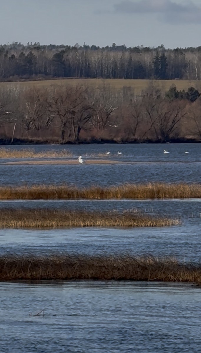 American White Pelican - ML645646385