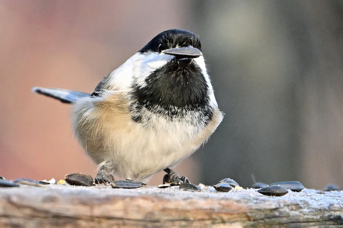 Mésange à tête noire - ML645646390