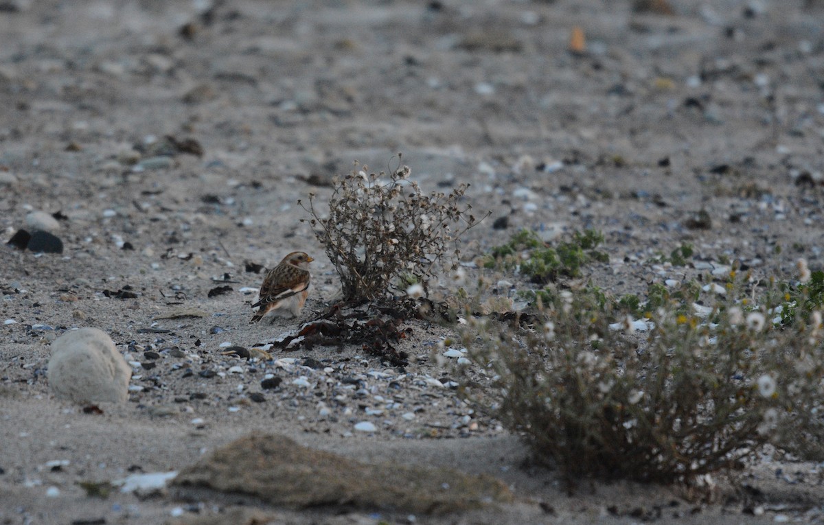 Snow Bunting - ML645646421