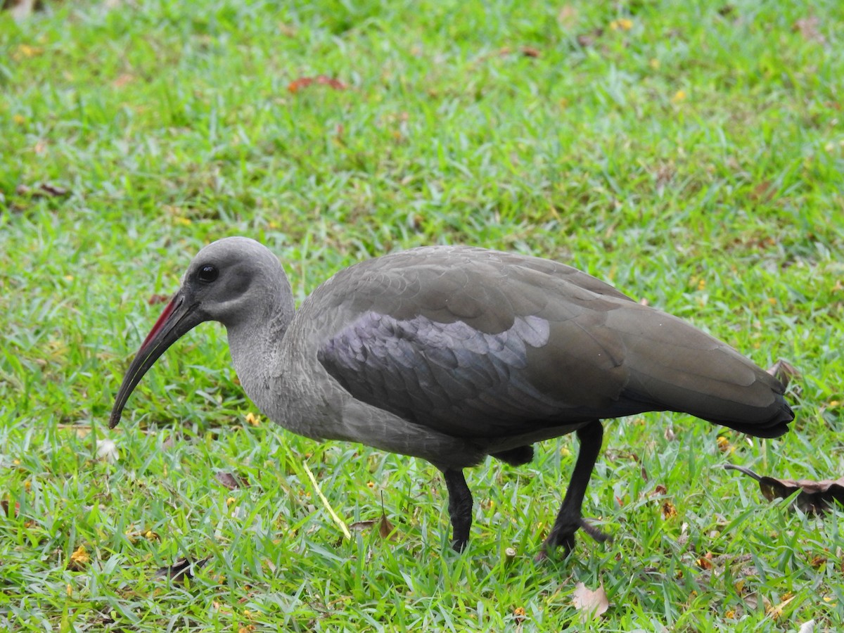 Hadada Ibis - ML645646422