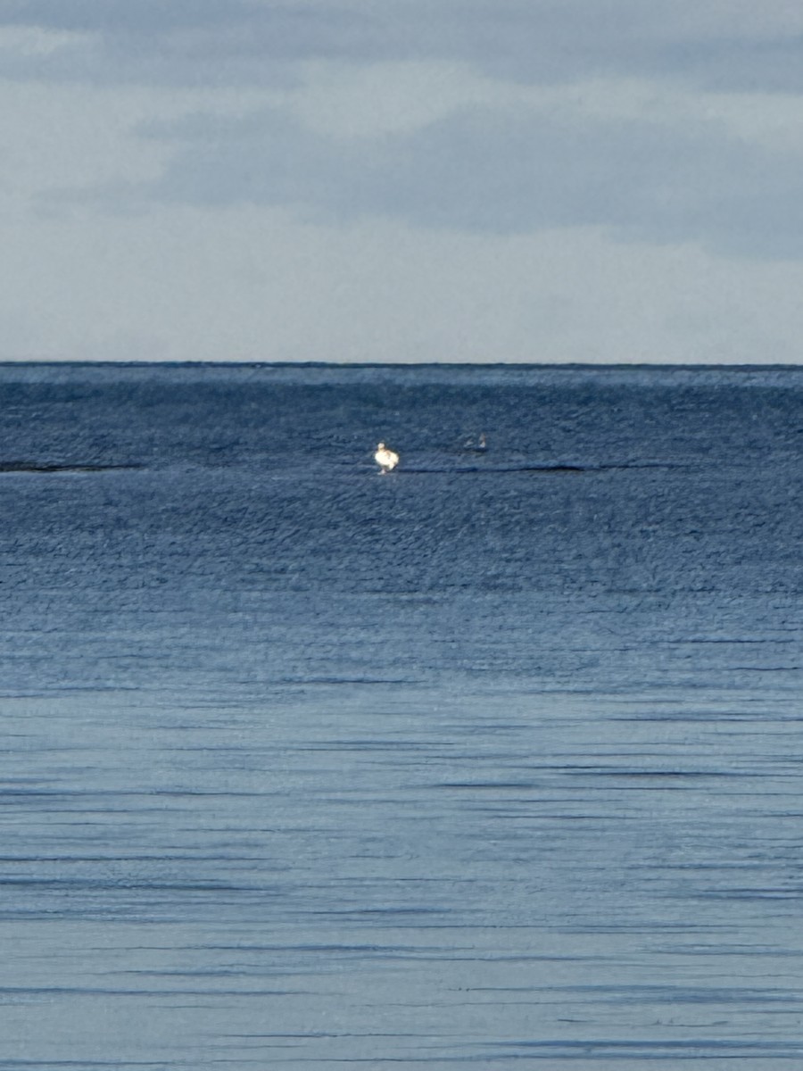 American White Pelican - ML645646424