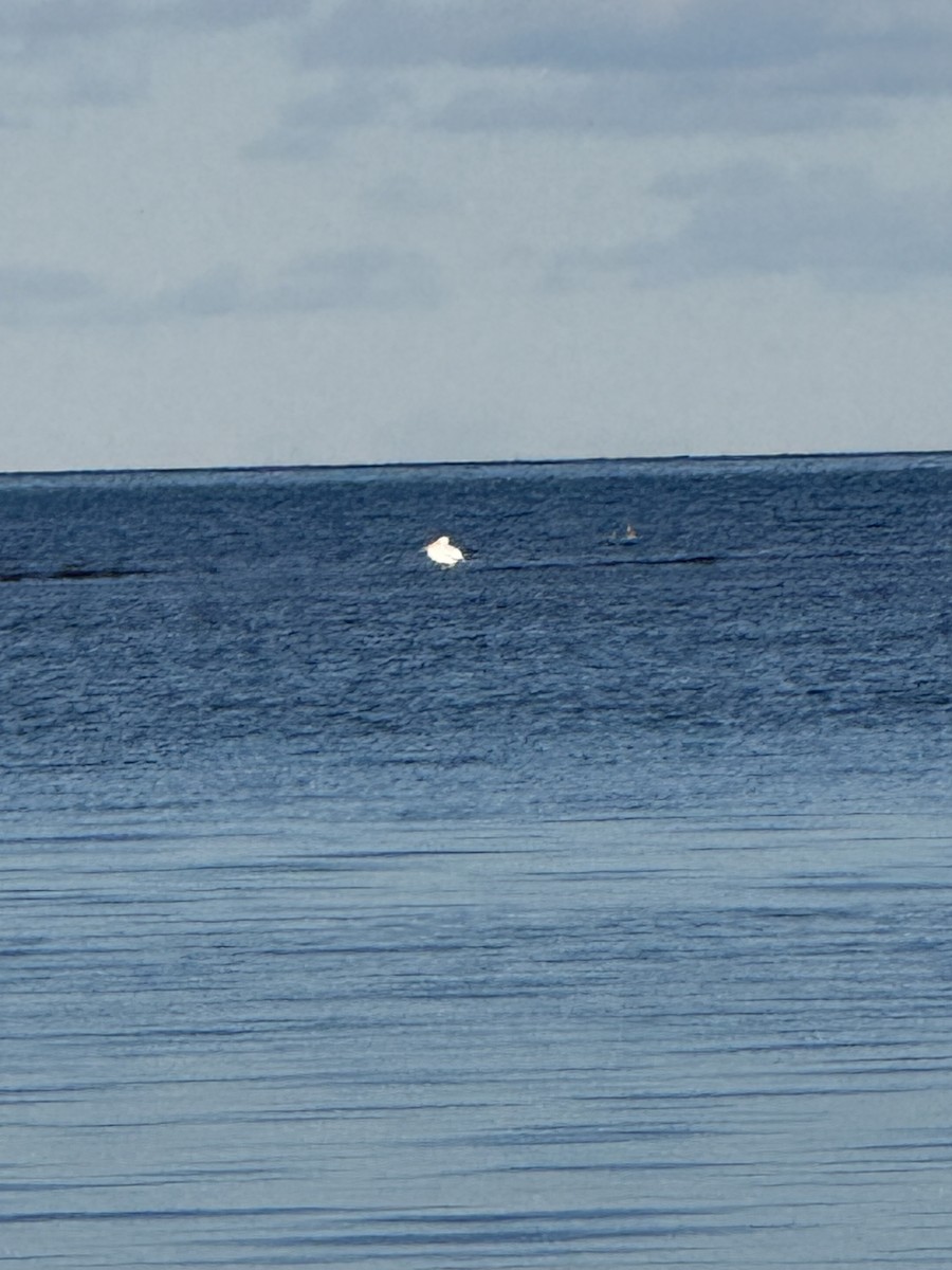 American White Pelican - ML645646425