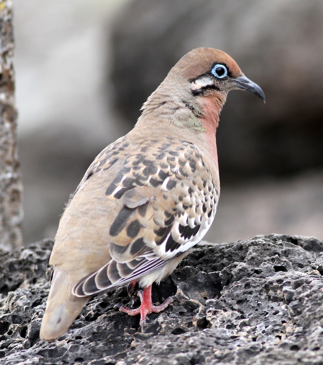 Galapagos Dove - ML645646426
