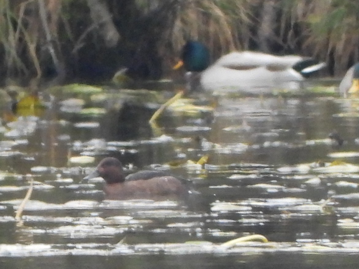 Ferruginous Duck - ML645646446