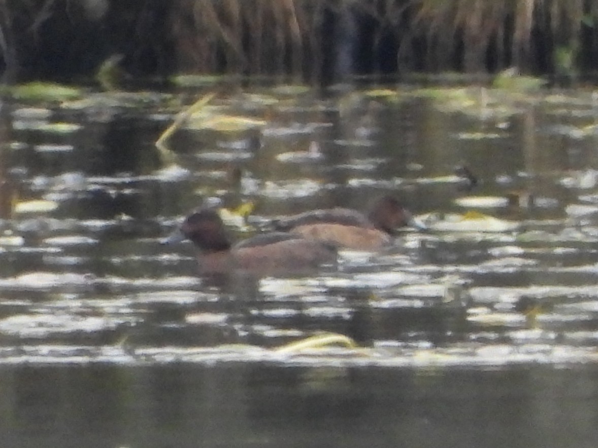 Ferruginous Duck - ML645646447