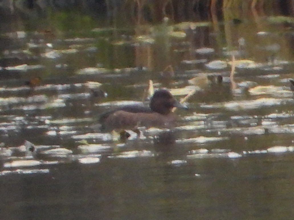 Ferruginous Duck - ML645646448