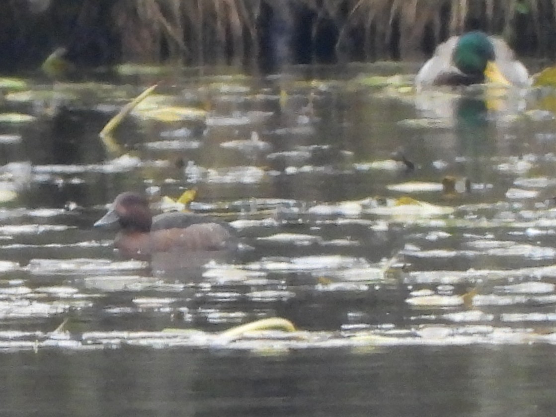 Ferruginous Duck - ML645646449