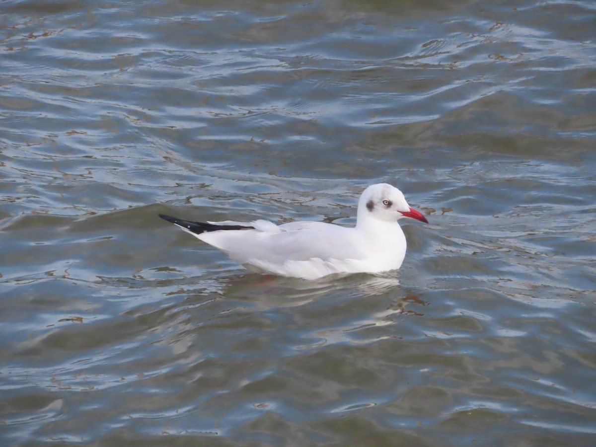 Gaviota Centroasiática - ML645646452