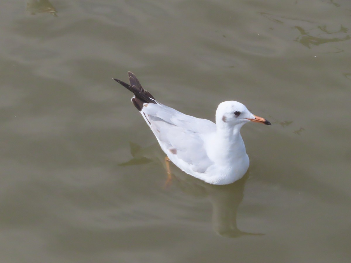 Gaviota Centroasiática - ML645646453