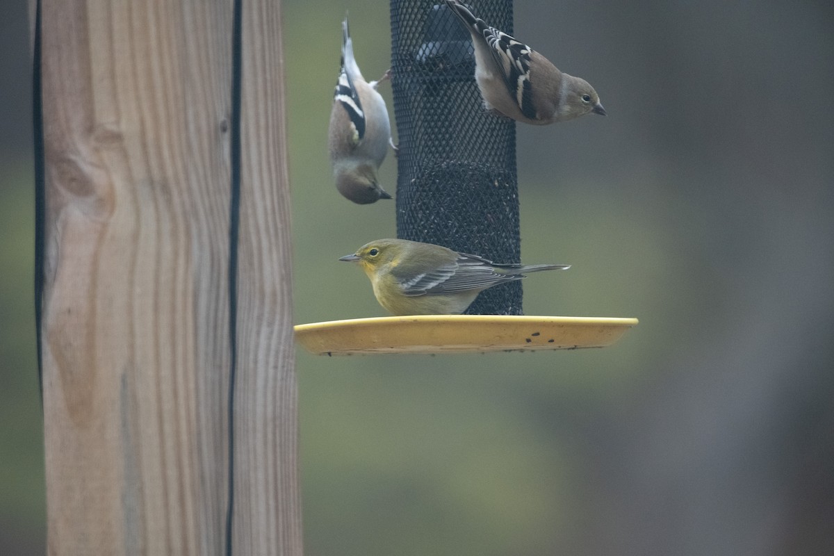 Pine Warbler - ML645646461