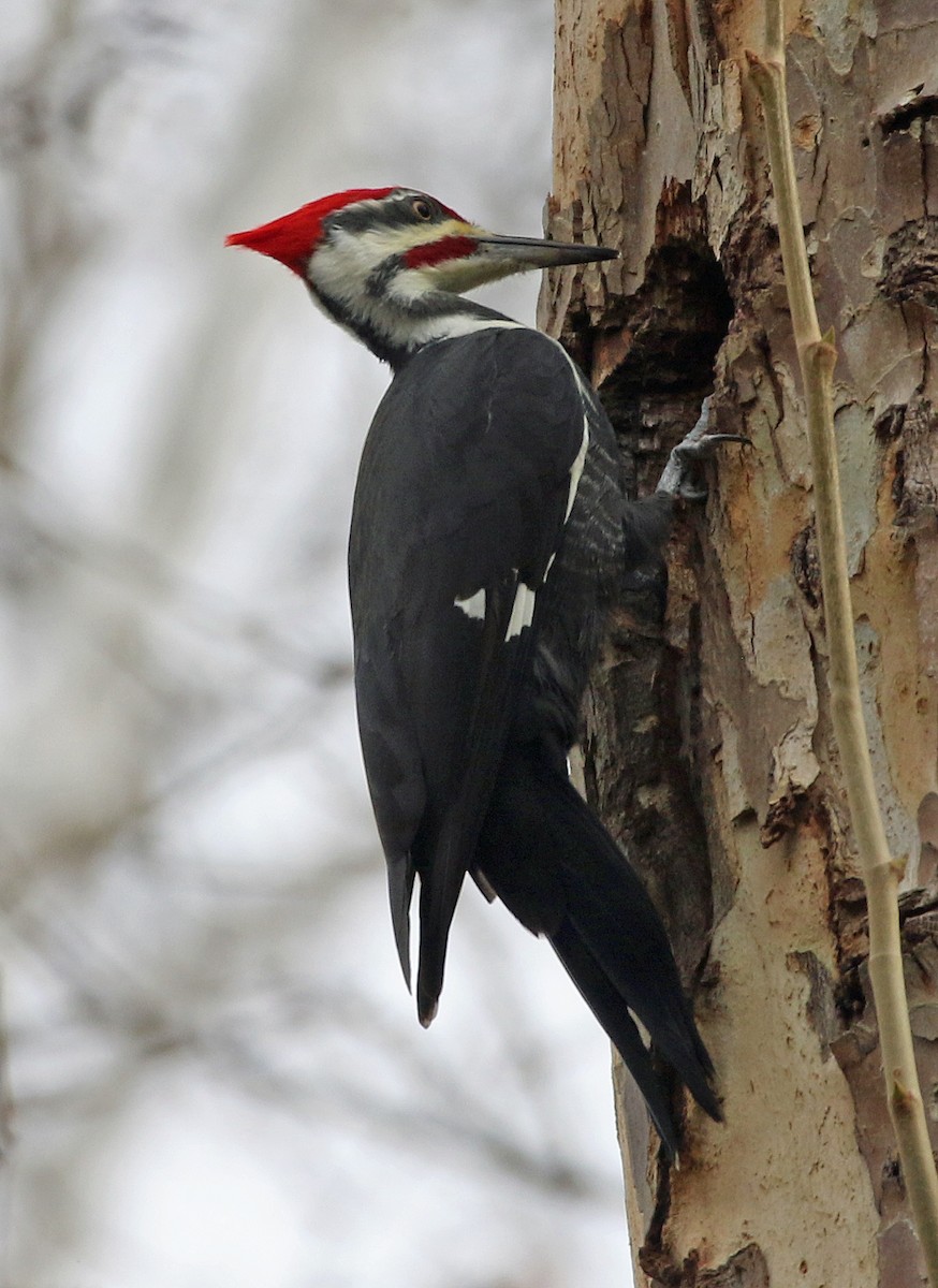datel chocholatý - ML645646487