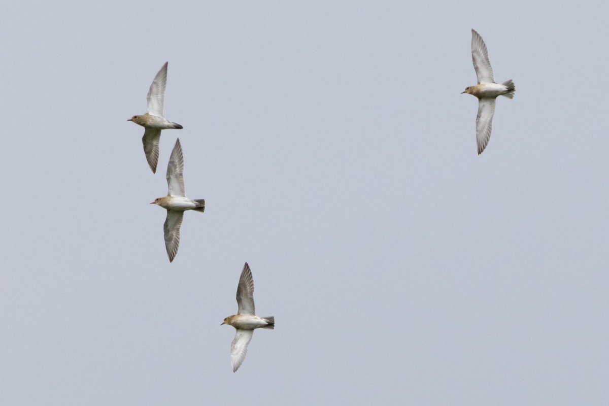 Сивка звичайна - ML645646489