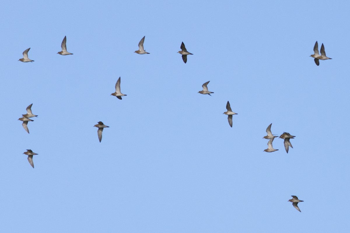 Сивка звичайна - ML645646490